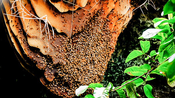 8 loại mật ong đắt nhất thế giới - Ảnh 8