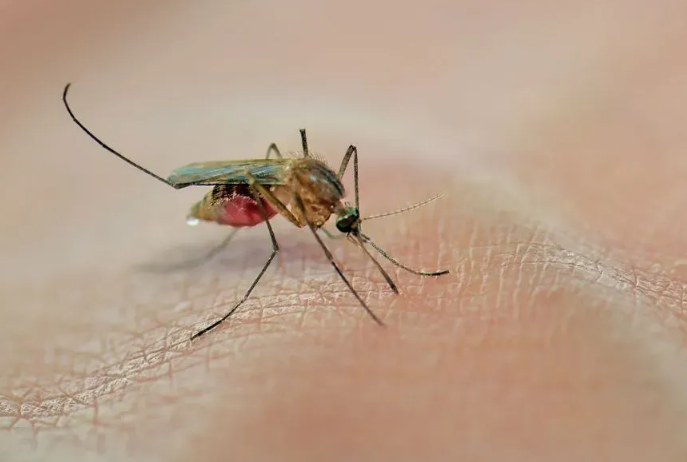 Muỗi đốt có thể làm lây nhiễm một số bệnh nguy hiểm