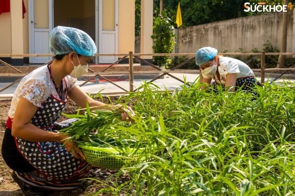 Mô hình vườn rau của bé cung cấp nguồn rau sạch cho các bữa ăn bán trú của học sinh, góp phần bảo đảm vệ sinh an toàn thực phẩm tại nhà trường.