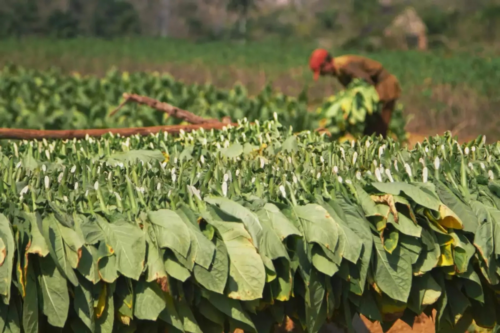 Tác hại của việc trồng cây thuốc lá đối với môi trường đặc biệt rõ ràng ở các nước có thu nhập thấp và trung bình