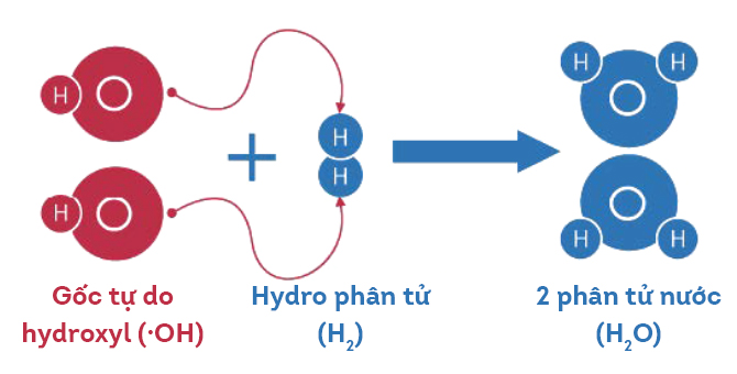 Cơ chế trung hòa các gốc tự do của hydro phân tử