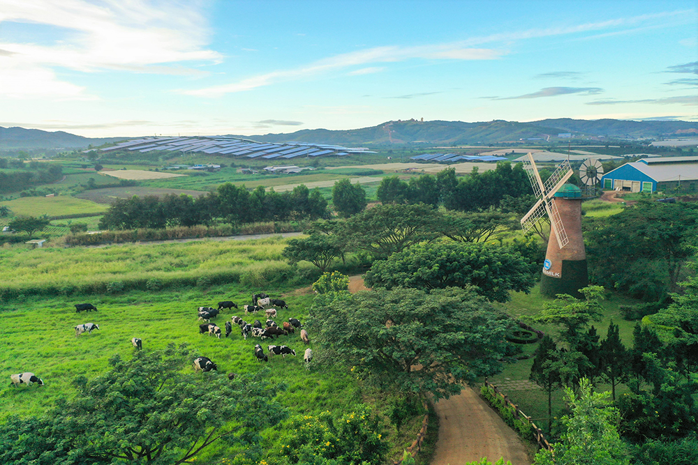 Các trang trại tại Vinamilk đều sử dụng năng lượng mặt trời, hệ thống biogas biến chất thải đàn bò thành tài nguyên