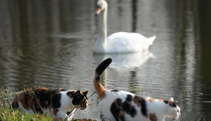 Các nhà khoa học nghi ngờ chim hoang dã là nguồn lây nhiễm virus H5N1 cho những con mèo chết bất thường ở Ba Lan - Ảnh: AFP