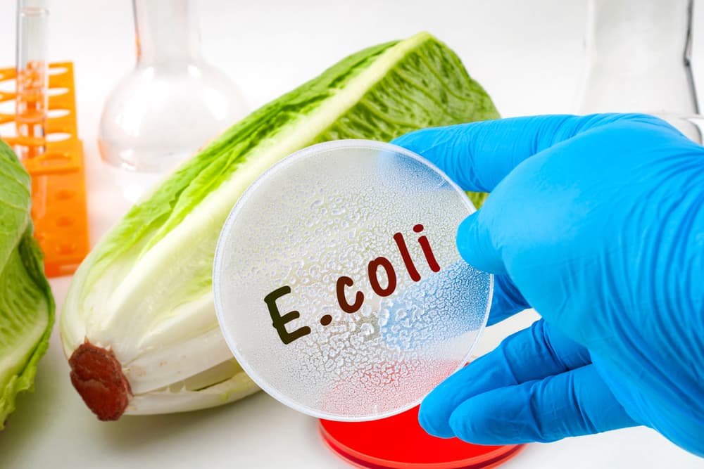 E. coli thường gây bệnh đường ruột như tiêu chảy, đau bụng, sốt hoặc ngộ độc thức ăn
