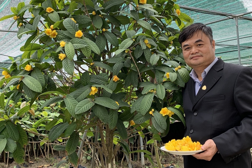 Ông Vũ Văn Tâm - Chủ tịch Công ty TNHH Dược liệu Vũ Gia, tập trung phát triển dược liệu trà hoa vàng tại Ninh Bình - Ảnh: VnBusiness