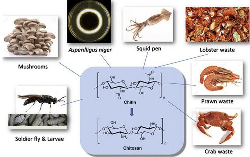 Chitin cấu tạo nên ​​vỏ của các sinh vật biển và côn trùng, thành tế bào của nấm  