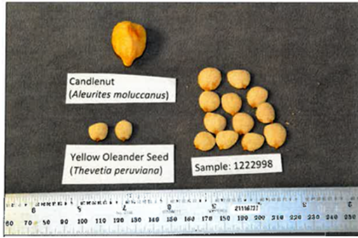 Hạt quả lai (ở trên) và hạt thông thiên (ở dưới) trong mẫu kiểm nghiệm của FDA