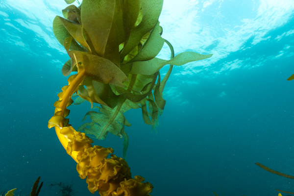 Fucoidan có nhiều trong các loại tảo nâu, rong nâu