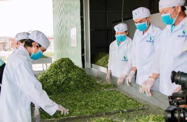 Quy trình nuôi trồng của Ssavigroup cho ra sản phẩm sa sâm Việt với hàm lượng dược tính cao nhất - Ảnh: Ssavimart