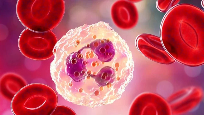 Bẫy bạch cầu trung tính ngoại bào (NET) tham gia vào các cơ chế miễn dịch trong một số bệnh lý miễn dịch như viêm khớp tự miễn