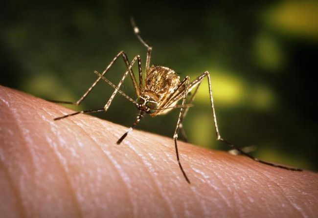 Muỗi đốt các loài động vật mang virus, sau đó đốt sang người sẽ truyền virus viêm não Nhật Bản