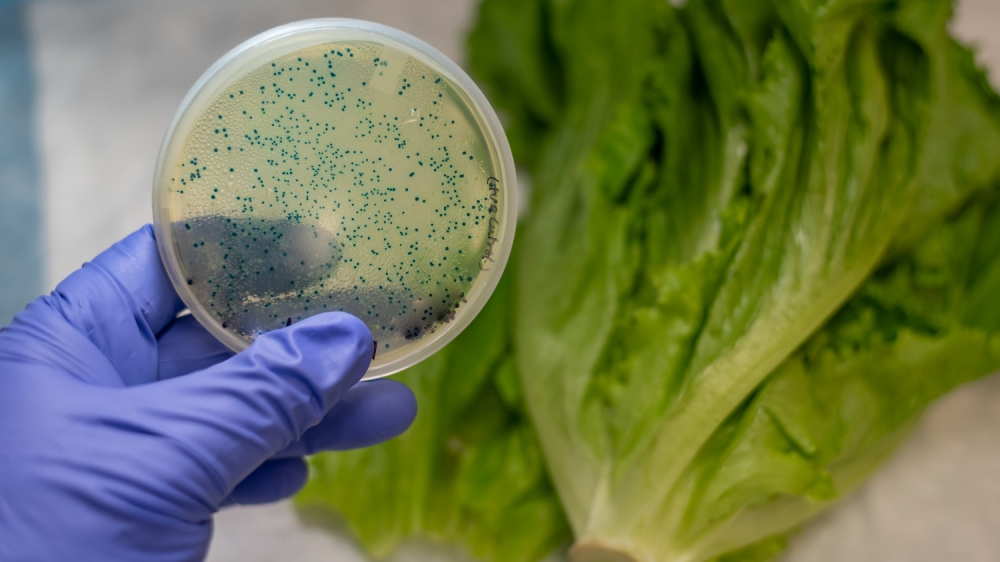 Vi khuẩn E.coli trên rau sống lây nhiễm qua nhiều khâu từ sản xuất (rau thường bị tưới bởi nguồn nước bẩn, bón phân tươi) tới sơ chế, địa điểm bày bán