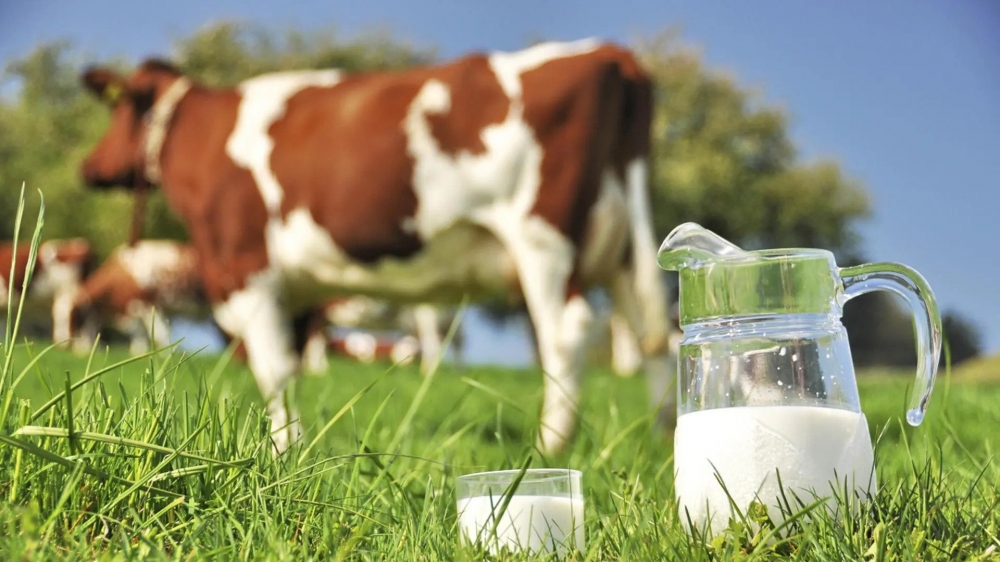 Sữa tươi, chưa thanh trùng có thể mang các vi khuẩn nguy hiểm 