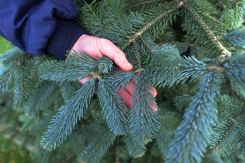 Nhựa thông và phấn hoa bám trên cây thông thật có thể gây dị ứng mỗi mùa Giáng sinh