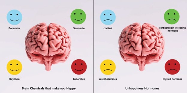 Các nội tiết tố serotonin, melatonin, dopamine, endorphin… giúp tâm trạng vui vẻ, hạnh phúc