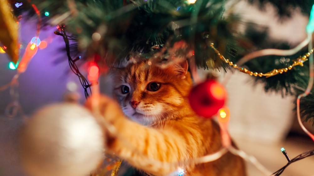 Trong mắt thú cưng, cây thông Noel không phải là đồ vật để trang trí mà đó là một món đồ chơi