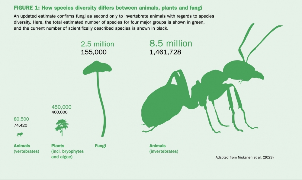 Đồ họa minh họa sự đa dạng loài khác nhau giữa động vật, thực vật và nấm (Hình ảnh: Vườn Bách thảo Hoàng gia Kew)