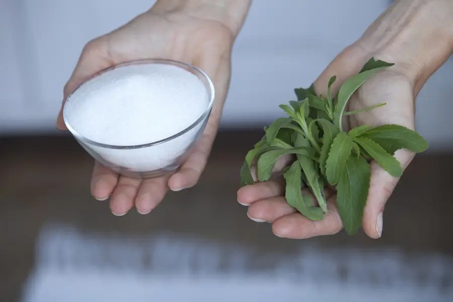 Cỏ ngọt stevia có vị ngọt gấp 200-300 lần đường mía, không làm tăng đường huyết khi sử dụng