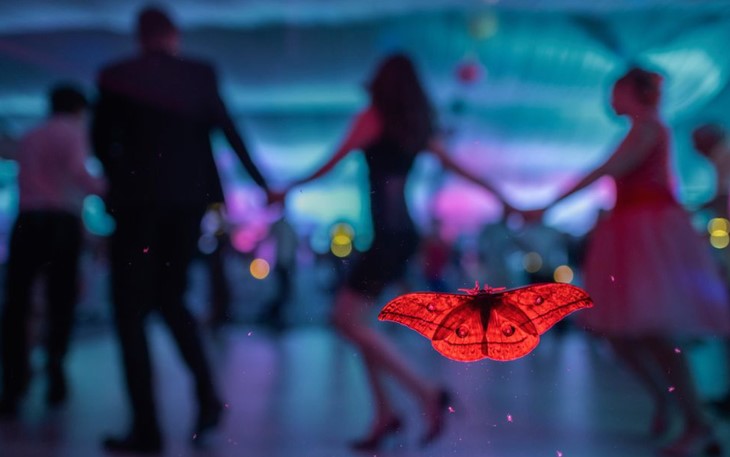 Tác phẩm Khách dự đám cưới ghi lại hình ảnh một con bướm đêm lớn đậu trên trên cửa kính của một bữa tiệc cưới ở Uzsa, Hungary đoạt giải nhất ở hạng mục bướm và chuồn chuồn - Ảnh: Casaba Darócdi
