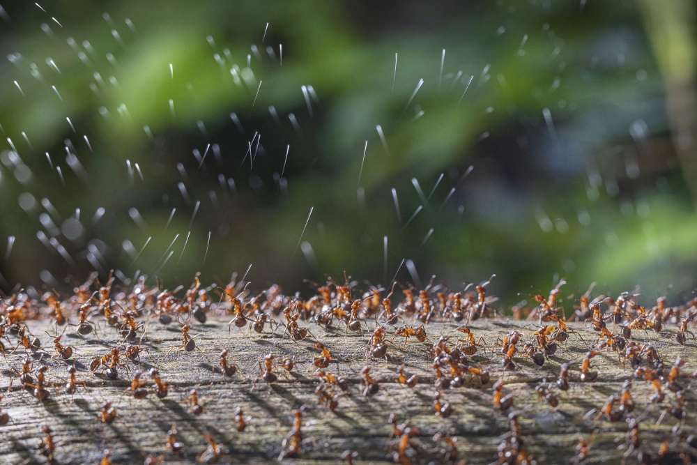 Tác phẩm Kiến gỗ tiết acid do nhiếp ảnh gia René Krekels chụp cho thấy hình ảnh một đàn kiến ở Hà Lan đồng loạt phun chất dịch màu trắng để phòng vệ trước kẻ thù. Tác phẩm này giành giải nhất ở hạng mục côn trùng - Ảnh: René Krekels.