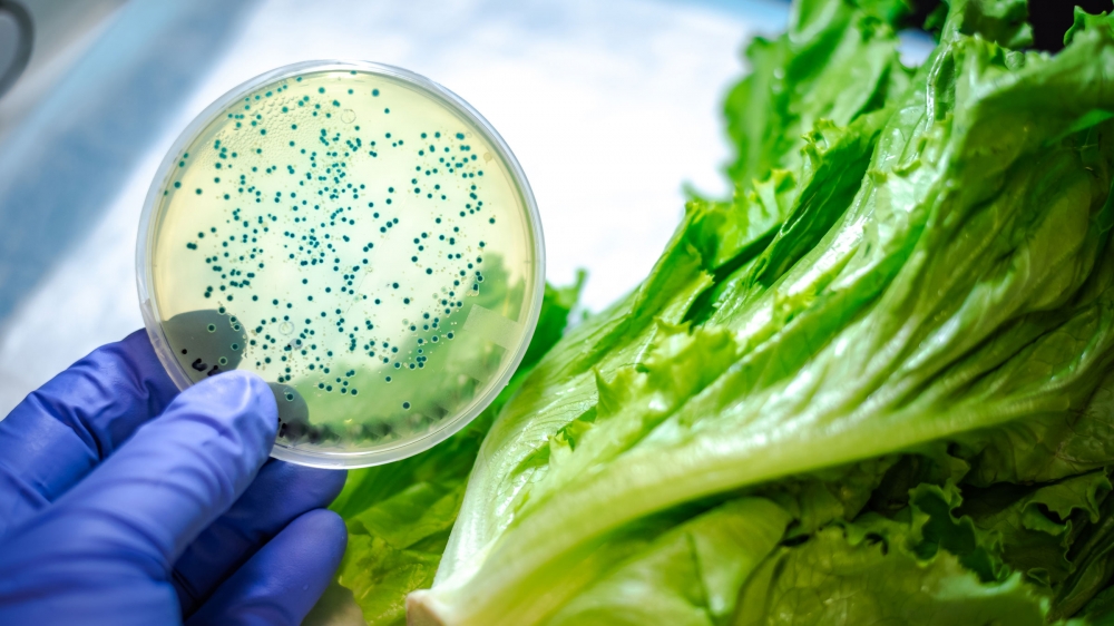 Rau xà lách dễ nhiễm E. coli và tạo điều kiện cho vi khuẩn sinh sôi khi bảo quản ở nhiệt độ phòng