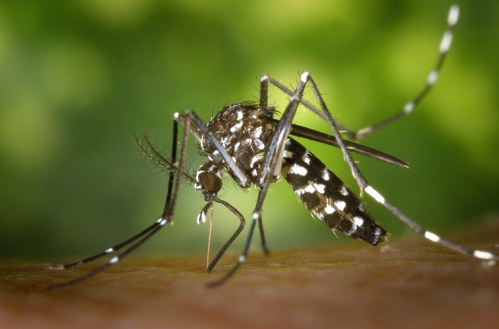Muỗi vằn châu Á Aedes albopictus có thể truyền bệnh sốt xuất huyết, đã bắt đầu xâm nhập vào các nước châu Âu