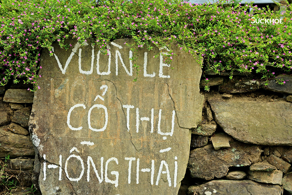Hiện xã Hồng Thái có khoảng 90ha lê, trồng ở 7 thôn, thôn có diện tích lê lớn nhất là Khau Tràng. Những vườn lê nơi đây có tuổi đời từ 10 đến vài chục năm tuổi.