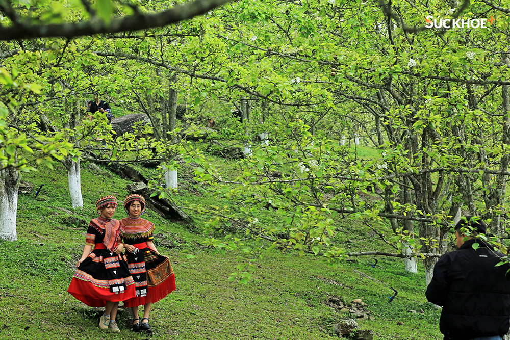 Mùa hoa lê Tuyên Quang bắt đầu từ những ngày cuối tháng 2 và kéo dài đến khoảng đầu tháng 4. Thời điểm này, nhiều bạn trẻ và du khách thập phương thường tìm đến vườn lê xã Hồng Thái để ngắm hoa, chụp hình lưu niệm và tìm hiểu văn hóa bản địa của mảnh đất vùng cao xứ Tuyên