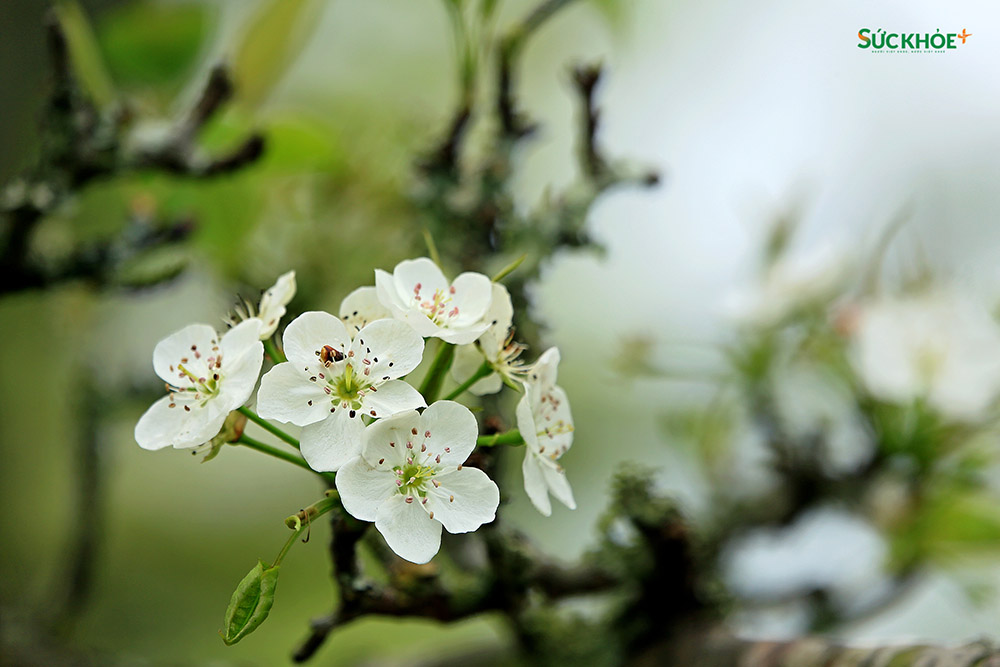 Hoa lê mang sắc trắng tinh khôi và vẻ đẹp trong trẻo của núi rừng Tây Bắc. Hoa nở cùng mùa với hoa ban, thường vào thời điểm sau Tết Nguyên đán, khi những cơn mưa phùn mùa xuân vừa dứt và nắng ấm dần lên