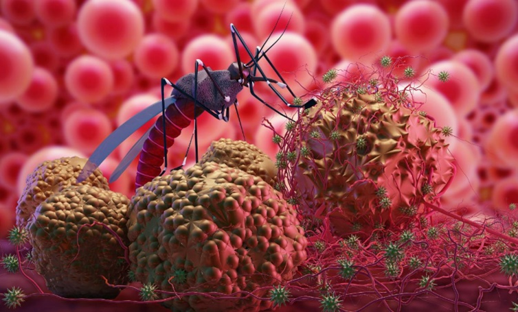 Muỗi Anopheles là trung gian truyền ký sinh trùng sốt rét sang người