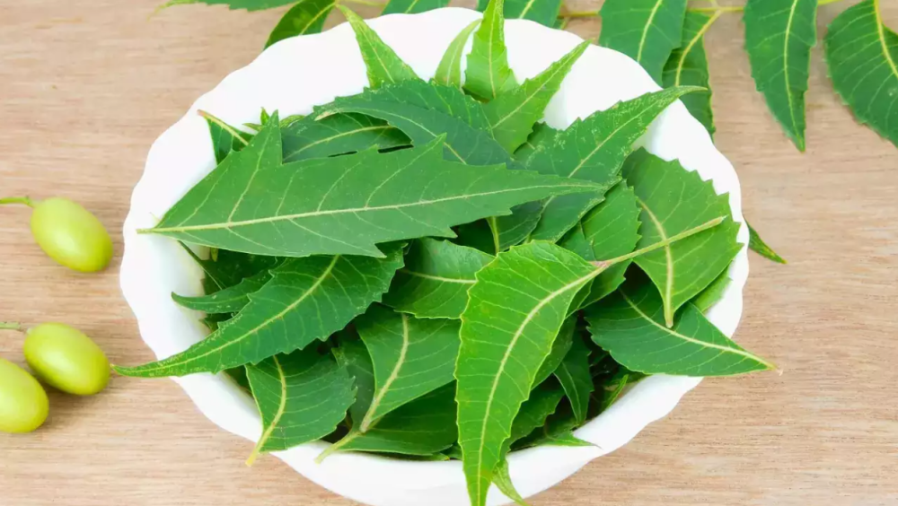 Lá neem giúp cho hệ tiêu hóa khỏe mạnh bằng cách bảo vệ dạ dày, hỗ trợ trong việc trừ khử độc tố và vi khuẩn độc hại