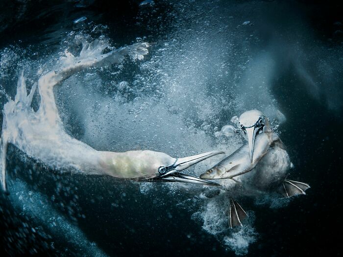Tác phẩm: Hai con ó biển dưới nước - Quần đảo Shetland, đoạt giải thưởng cao nhất cuộc thi World Nature Photography 2024 - Ảnh: Tracey Lund/World Nature Photography Awards
