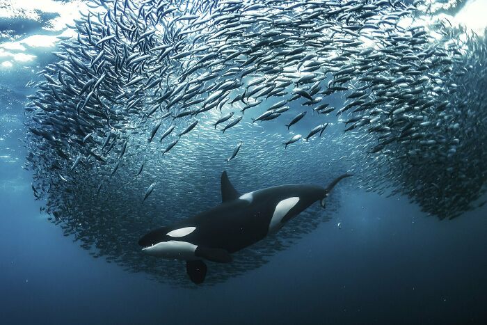 Một chú cá voi sát thủ (còn gọi là cá heo đen lớn - orca) cái đang chen vào “quả bóng mồi cá trích” ở Skjervøy, Na Uy. Ảnh đoạt Giải Quán quân hạng mục Dưới nước - Ảnh: Andy Schmid/World Nature Photography Awards