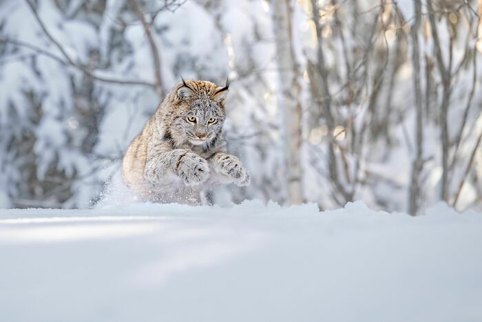 Nhiếp ảnh gia Thomas Vijayan với tác phẩm Linh miêu Canada trên tuyết, đoạt Giải nhì ở hạng mục hành vi động vật