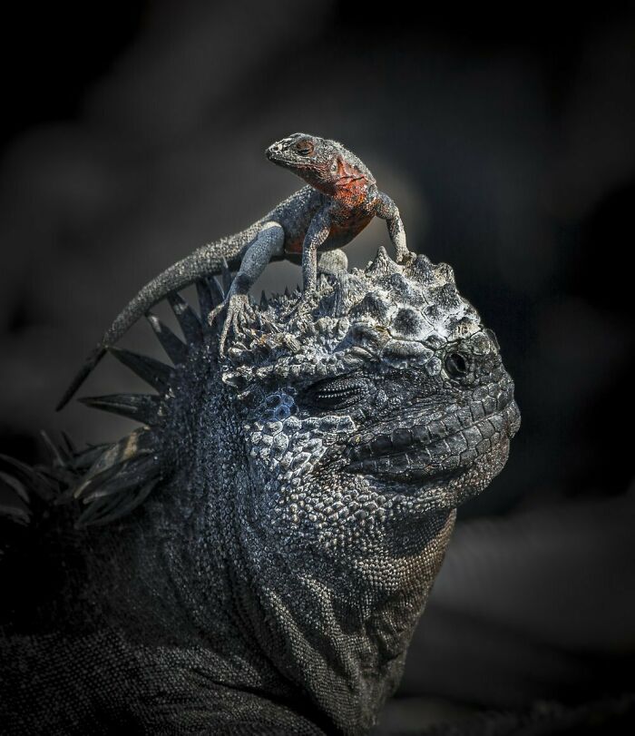Nhiếp ảnh gia John Seagar với bức ảnh: Thằn lằn dung nham đứng trên con kỳ nhông biển - Quần đảo Galapagos. Ảnh chiến thắng ở hạng mục hành vi động vật lưỡng cư và bò sát.