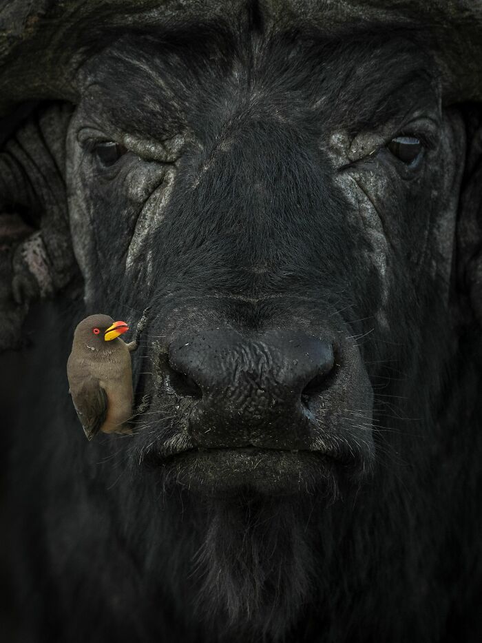 Con chim mỏ vàng ngồi bên mõm con trâu nước Châu Phi. Tác phẩm đoạt giải nhì ở hạng mục hành vi của loài chim - Ảnh: Lakshitha Karunarathhna/World Nature Photography Award