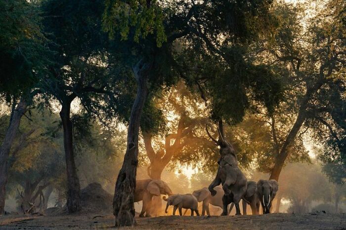 Bức ảnh đoạt Giải 3 ở hạng mục hành vi động vật của nhiếp ảnh gia Lukas Walter, với khoảnh khắc những chú voi đang vươn mình với tới những cành cây tại Công viên quốc gia Mana Pools ở Zimbabwe