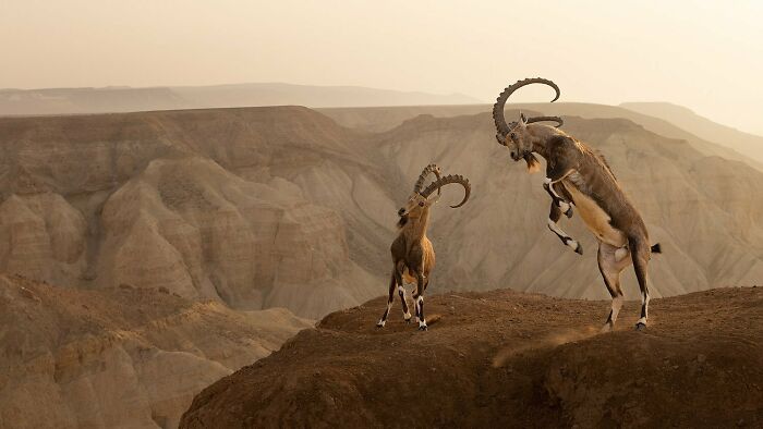 Nhiếp ảnh gia Amit Eshel giành chiến thắng với bức ảnh chụp một cặp dê Nubian tại sa mạc Negev ở Israel