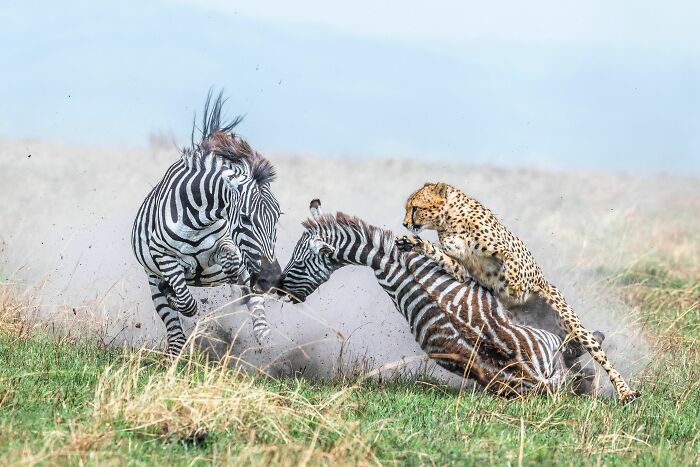 Những giây cuối cùng - Khu bảo tồn quốc gia Maasai Mara, Kenya: Chiến thắng ở hạng mục hành vi của động vật có vú - Ảnh: Alexander Brackx/ World Nature Photography Awards