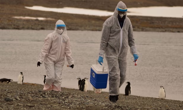 Các nhà nghiên cứu đang thu thập mẫu động vật hoang dã nơi virus cúm gia cầm H5N1 được phát hiện ở lãnh thổ Nam Cực của Chile vào tháng trước - Ảnh: Reuters