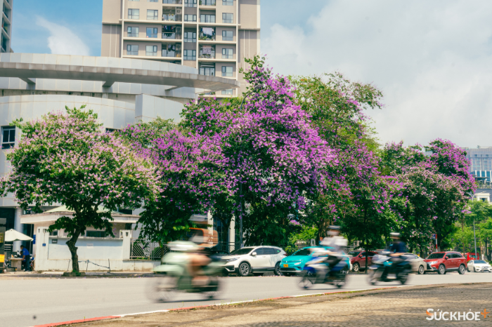 Sắc tím hoa bằng lăng về trên phố phường Hà Nội - Ảnh 3