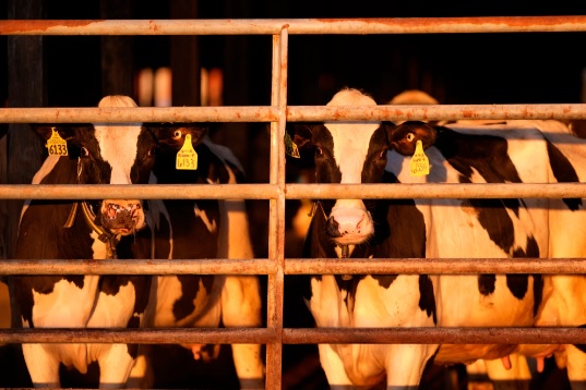 Một biến thể khác của cúm gia cầm, H5N1, đã lây lan trong nhiều tuần ở các đàn bò sữa tại Mỹ - Ảnh: AP