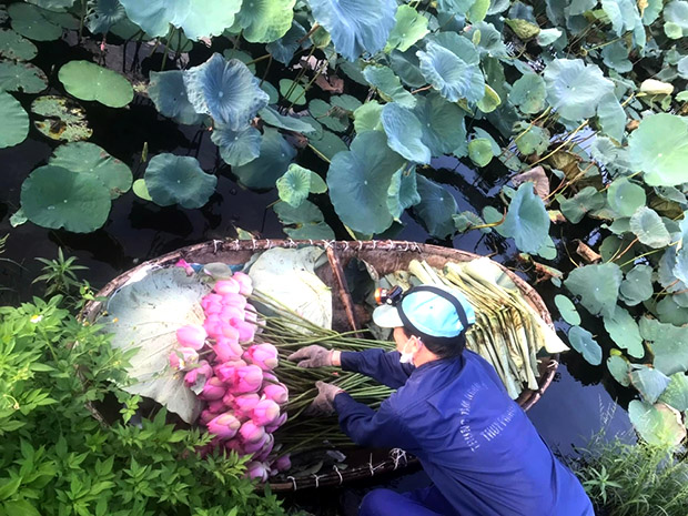 Hoa sen phải hái trước bình minh. Sen Tây Hồ có nhiều cánh xếp vào nhau, nhụy vàng thẫm, cánh hồng phớt sắc, màu hồng rất lạ, không nhạt không sẫm, hương thơm ngào ngạt - Ảnh: nhân vật cung cấp.