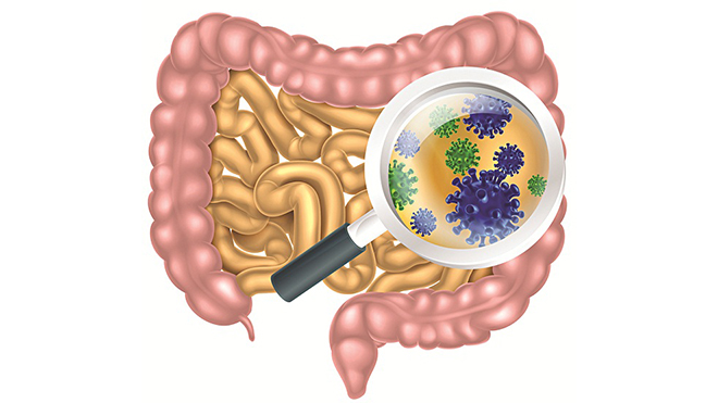 Táo bón, tiêu chảy thường xuyên tạo điều kiện cho vi khuẩn có hại sinh sôi ở đường tiêu hóa