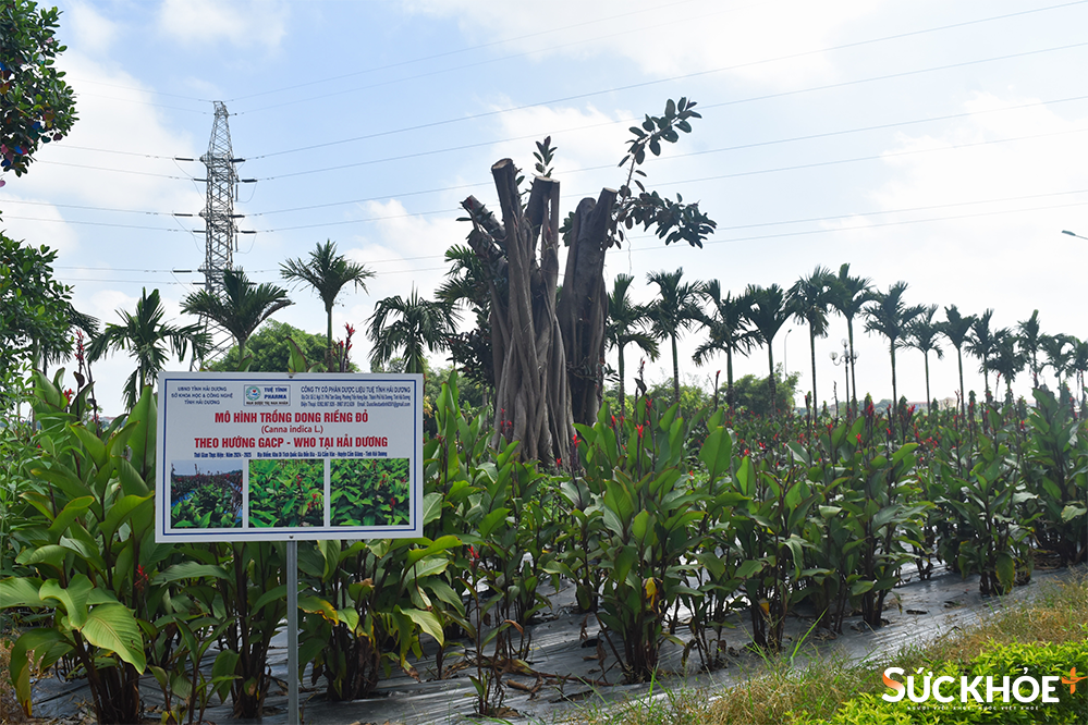 Tỉnh Hải Dương triển khai xây dựng mô hình trồng một số cây dược liệu như cà gai leo, dong riềng đỏ theo hướng GACP-WHO 