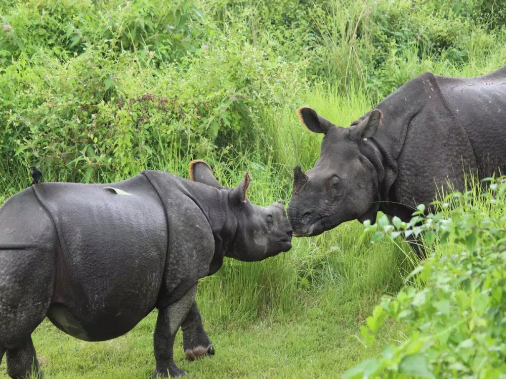 Vườn quốc gia Chitwan là nơi sinh sống của nhiều loài động vật hoang dã đang có nguy cơ tuyệt chủng, bao gồm tê giác một sừng, hổ Bengal, voi, cá sấu và vô số loài chim,... - Ảnh: Time of India