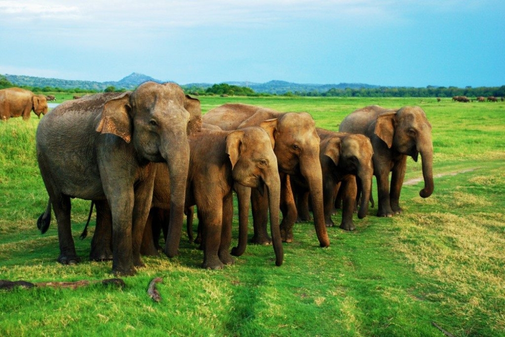 Minneriya có diện tích hơn 8.800 ha là nơi sinh sống của hàng trăm con voi Sri Lanka thích tụ tập quanh một hồ chứa nước cũ tại công viên. - Ảnh: Minneriya Safari.