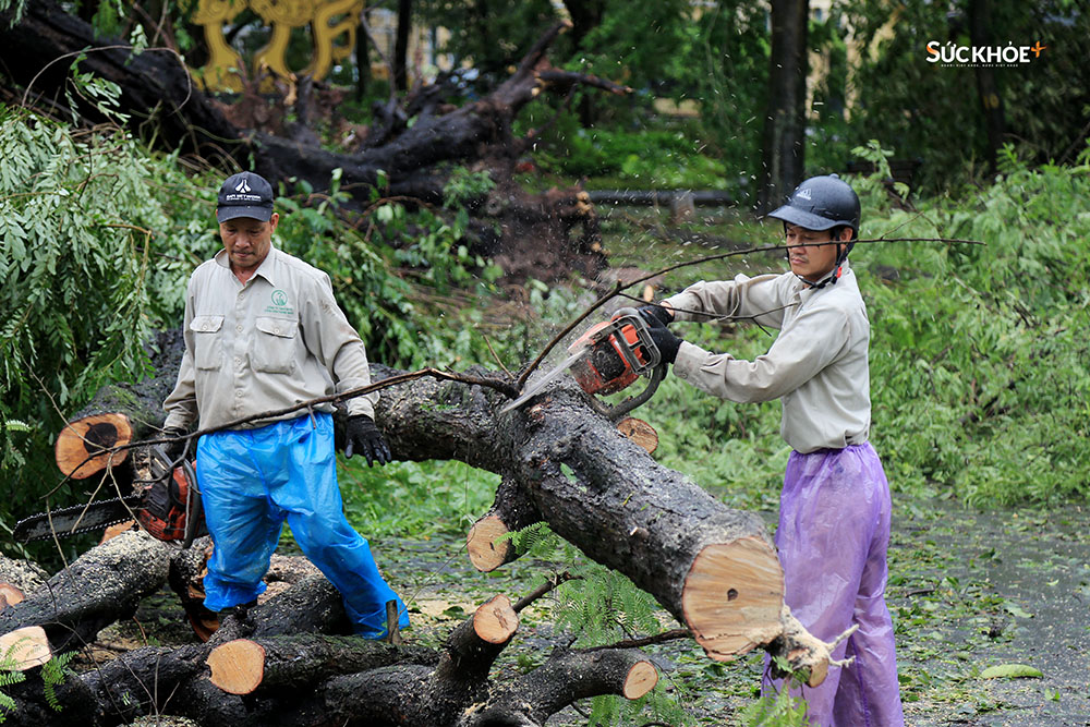 Những công nhân môi trường cây xanh phải làm việc từ sáng sớm để khắc phục hậu quả của cơn bão số 3, khôi phục giao thông nhằm đảm bảo an toàn cho người dân