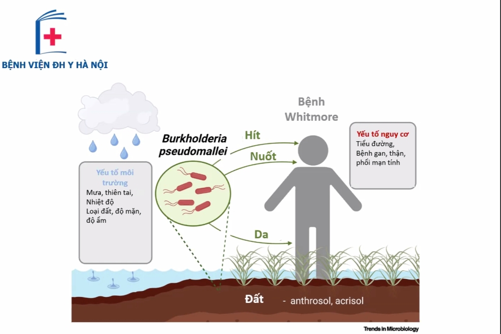 Con đường lây nhiễm của vi khuẩn Burkholderia Pseudomallei - Nguồn: Bệnh viện Đại học Y Hà Nội