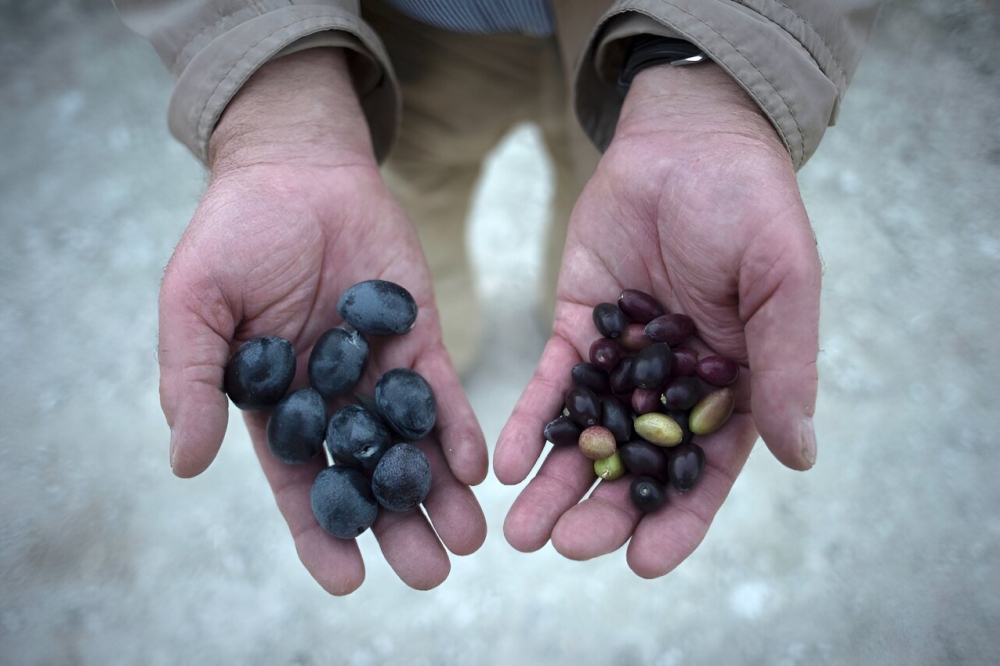 Một người nông dân so sánh quả olive thu hoạch trong điều kiện hạn hán (phía bên phải) ở Jaen, Tây Ban Nha - Ảnh: AFP